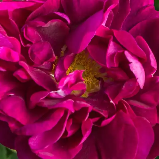 Comanda trandafiri online - Violet - trandafir gallica - trandafir cu parfum discret - Rosa Tuscany Superb - Thomas Rivers & Son Ltd. - ,-